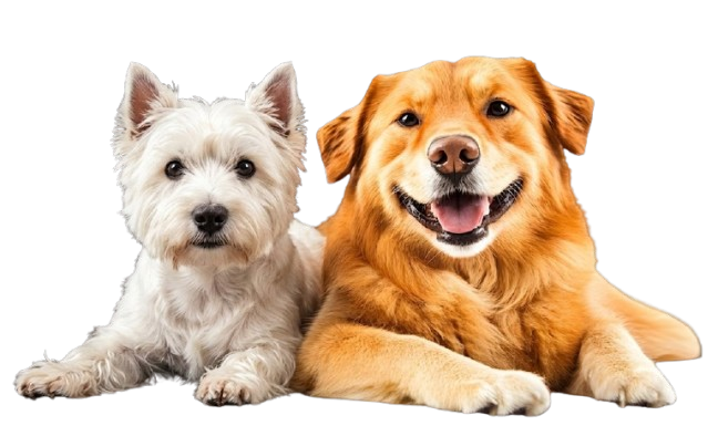 Happy golden retriever and tabby cat